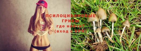 шишки Алзамай